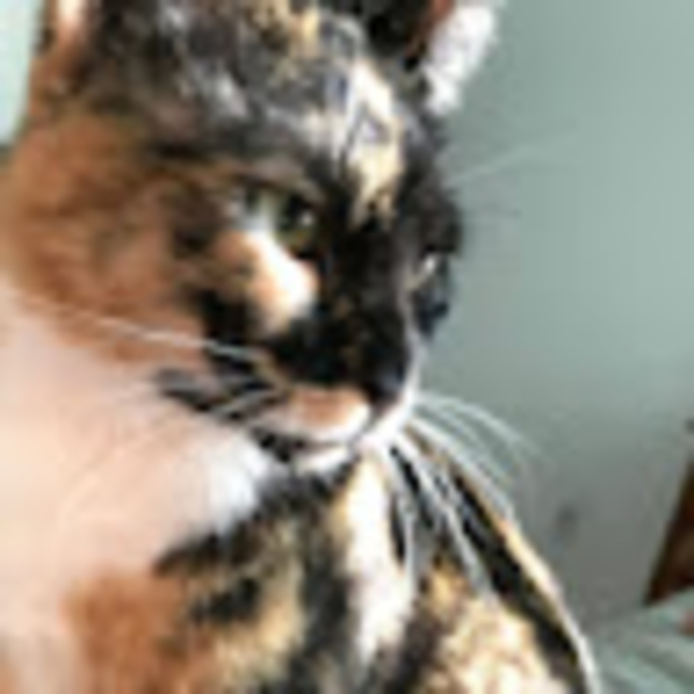 Meet your Posher, Alicia